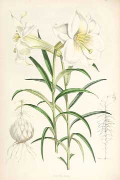 Lilium wallichianum Lilium wallichianum