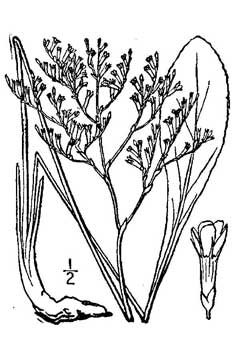 Limonium_carolinianum Sea Lavender, Lavender thrift
