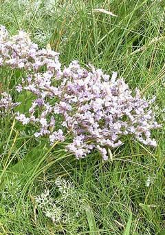 Limonium vulgare Sea Lavender, Mediterranean sea lavender, Common Privet Limonium vulgare Sea Lavender, Mediterranean sea lavender, Common Privet