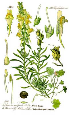 Linaria vulgaris Yellow Toadflax, Butter and eggs