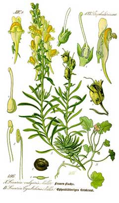 Linaria vulgaris Yellow Toadflax, Butter and eggs Linaria vulgaris Yellow Toadflax, Butter and eggs