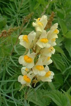 Linaria vulgaris Yellow Toadflax, Butter and eggs Linaria vulgaris Yellow Toadflax, Butter and eggs