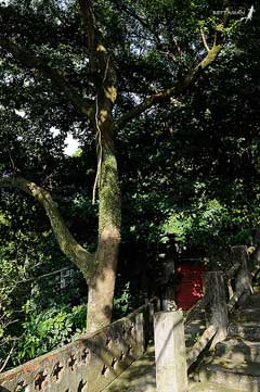 Lindera megaphylla Lindera megaphylla