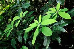 Lindera megaphylla Lindera megaphylla