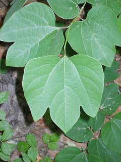 Lindera obtusiloba Lindera obtusiloba