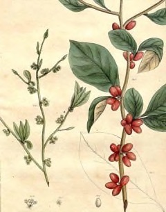 Lindera benzoin Spice Bush, Northern spicebush, Bush Northern Spice Lindera benzoin Spice Bush, Northern spicebush, Bush Northern Spice