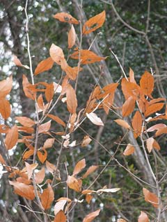 Lindera glauca Grayblue Spicebush Lindera glauca Grayblue Spicebush