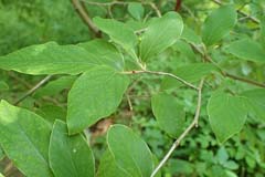 Lindera glauca Grayblue Spicebush Lindera glauca Grayblue Spicebush