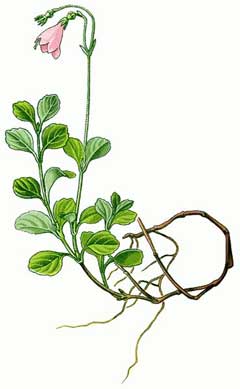 Linnaea borealis Twinflower, Longtube twinflower Linnaea borealis Twinflower, Longtube twinflower