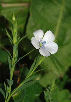 Linum bienne Pale Flax Linum bienne Pale Flax