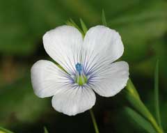 Linum bienne Pale Flax Linum bienne Pale Flax