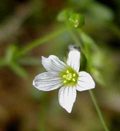 Linum catharticum Purging Flax, Fairy flax Linum catharticum Purging Flax, Fairy flax