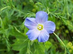 Linum perenne Perennial Flax, Blue flax, Alpine flax Linum perenne Perennial Flax, Blue flax, Alpine flax