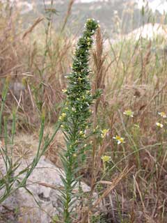 Linum strictum Linum strictum