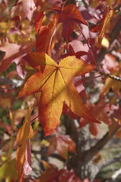 Liquidambar styraciflua Sweet Gum, Red Gum, American Sweet Gum, Red Sweet Gum, Liquidambar styraciflua Sweet Gum, Red Gum, American Sweet Gum, Red Sweet Gum,