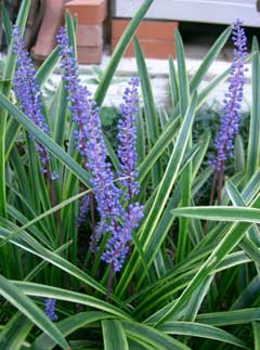 Liriope muscari Lilyturf, Big blue lilyturf, Border Grass, Blue Lilyturf, Liriope