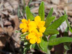 Lithospermum canescens Paint Indian, Hoary puccoon Lithospermum canescens Paint Indian, Hoary puccoon