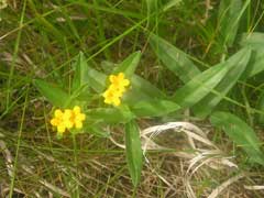 Lithospermum canescens Paint Indian, Hoary puccoon Lithospermum canescens Paint Indian, Hoary puccoon