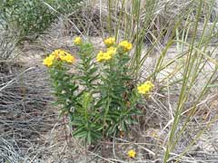 Lithospermum caroliniense Hairy Puccoon, Carolina puccoon Lithospermum caroliniense Hairy Puccoon, Carolina puccoon