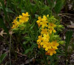 Lithospermum caroliniense Hairy Puccoon, Carolina puccoon Lithospermum caroliniense Hairy Puccoon, Carolina puccoon