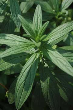 Lithospermum erythrorhizon Lithospermum Lithospermum erythrorhizon Lithospermum