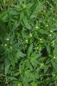 Lithospermum erythrorhizon Lithospermum Lithospermum erythrorhizon Lithospermum