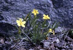 Lithospermum incisum Narrow-Leaf Gromwell, Narrowleaf stoneseed Lithospermum incisum Narrow-Leaf Gromwell, Narrowleaf stoneseed