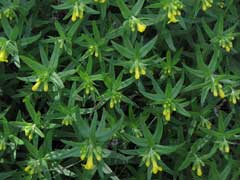 Lithospermum multiflorum Manyflowered Gromwell, Manyflowered stoneseed Lithospermum multiflorum Manyflowered Gromwell, Manyflowered stoneseed