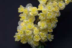 Litsea cubeba Mountain Pepper, Litsea Litsea cubeba Mountain Pepper, Litsea