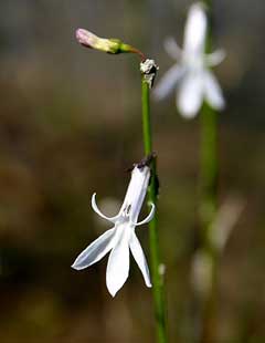 Lobelia dortmanna Water Lobelia, Dortmann Lobelia dortmanna Water Lobelia, Dortmann