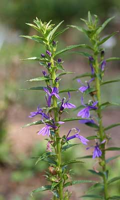 Lobelia sessilifolia Lobelia sessilifolia