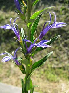 Lobelia sessilifolia Lobelia sessilifolia