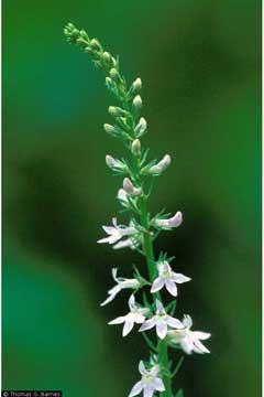 Lobelia spicata Pale Spike, Palespike lobelia Lobelia spicata Pale Spike, Palespike lobelia