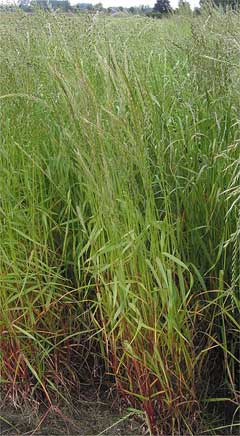 Lolium multiflorum Italian Ryegrass Lolium multiflorum Italian Ryegrass