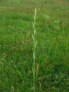 Lolium multiflorum Italian Ryegrass Lolium multiflorum Italian Ryegrass