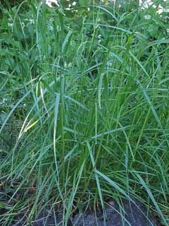 Lolium perenne Perennial Ryegrass, Italian ryegrass, Darnel, Lyme Grass, Terrell Grass, English Ryegrass, Strand Wh Lolium perenne Perennial Ryegrass, Italian ryegrass, Darnel, Lyme Grass, Terrell Grass, English Ryegrass, Strand Wh