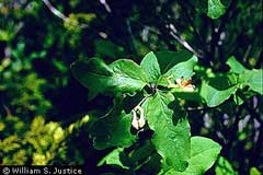 Lonicera canadensis Fly Honeysuckle, American fly honeysuckle Lonicera canadensis Fly Honeysuckle, American fly honeysuckle