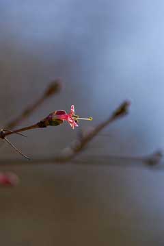 Lonicera gracilipes glabra Lonicera gracilipes glabra
