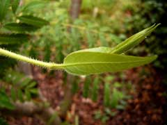 Lonicera henryi Lonicera henryi