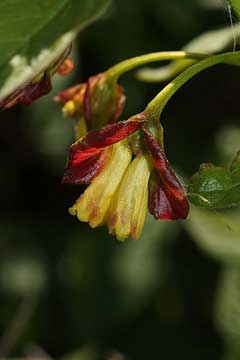 Lonicera involucrata Twinberry, Twinberry honeysuckle Lonicera involucrata Twinberry, Twinberry honeysuckle