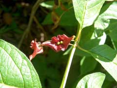 Lonicera involucrata Twinberry, Twinberry honeysuckle Lonicera involucrata Twinberry, Twinberry honeysuckle
