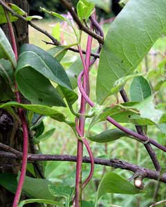Lonicera periclymenum Honeysuckle, European honeysuckle Lonicera periclymenum Honeysuckle, European honeysuckle
