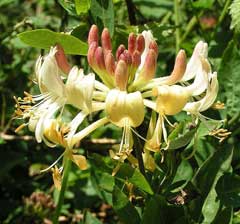 Lonicera periclymenum Honeysuckle, European honeysuckle Lonicera periclymenum Honeysuckle, European honeysuckle
