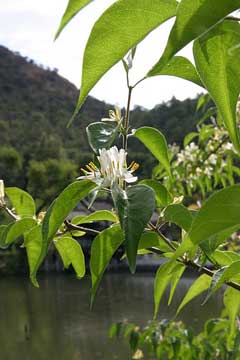 Lonicera quinquelocularis Lonicera quinquelocularis