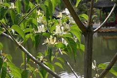 Lonicera quinquelocularis Lonicera quinquelocularis