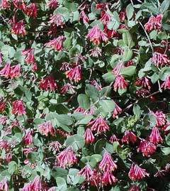 Lonicera sempervirens Trumpet Honeysuckle, Coral Honeysuckle Lonicera sempervirens Trumpet Honeysuckle, Coral Honeysuckle