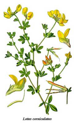 Lotus corniculatus Bird Lotus corniculatus Bird
