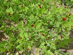 Lotus tetragonolobus Asparagus Pea, Winged pea Lotus tetragonolobus Asparagus Pea, Winged pea