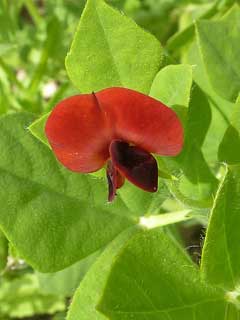 Lotus tetragonolobus Asparagus Pea, Winged pea Lotus tetragonolobus Asparagus Pea, Winged pea