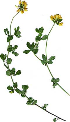 Lotus uliginosus Greater Bird Lotus uliginosus Greater Bird